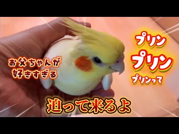 【のんたまの日常】廊下をぷりんぷりん歩いて「例の場所」へ直行！オカメインコが可愛さの破壊神すぎた件ｗｗ