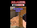 「泥棒嫁ｗ」と放置犬を物扱いする義妹 → 衰弱した犬を極秘救出し診断書で社会的に抹殺した結果ww