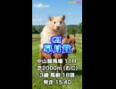 馬番発表後2番目位に早い【競馬予想】ＧⅠ #皐月賞□AIみかん□予想担当は栽培マン□Cocoんco□きのこ□の推奨馬3頭で好配当的中□目指します《#競馬楽部□LOVE》Vol.224通算Vol.426