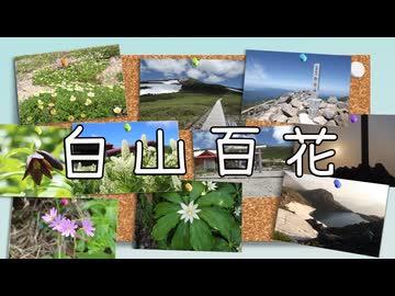 白山百花 / 冥鳴ひまり
