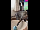 ガチャガチャのカラにマイクを入れて猫に転がされるASMR