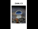 可愛すぎるキノコの正体は！？