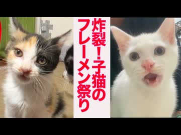 オス三毛猫、子猫のフレーメン祭りを起こす