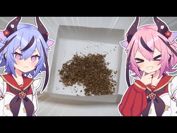 ヒメミコ家庭菜園 その1 「青じその種を見てみよう！」