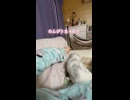 本日のみるちゃん