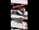 【ダメなの？】 朝配信の後隠れていた女の子！おやつ棚の中で見つかる！  #フクロモモンガ #おつモモンガ  #shorts