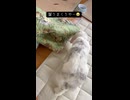 本日のみるちゃん