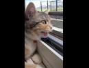 鳥に夢中でカカカ言い出す猫