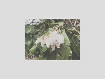 アセビ　15秒Ver. / NReA feat.那由歌