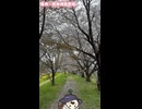 桂川・天神川背割堤の桜！