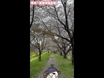 桂川・天神川背割堤の桜！