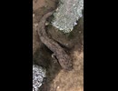 オオサンショウウオくん、いる