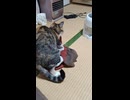 膝掛けをふみふみする猫