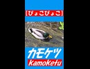 試験投稿【ぴょこぴょこ】かわいいカモのおしり　ゆっくり観察してみよう【ニコニコ動画コメント付き】