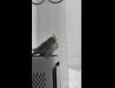おやすみ　家族ではーい！