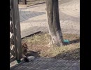 鳩を狙う猫