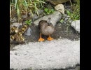 物音で驚く母カモの反応【カルガモ親子】