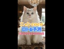 しゃべる猫□ニャンCocoの#ロト6 第2095-96回の数字を #AI予測□当選発表□は毎週月曜と木曜です【CocoんcoのLOTO6予測 第411弾】□
