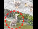 孤独を選んだ子ガモ(´･ωゞ)