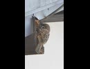 何ということでしょう匠スズメさん