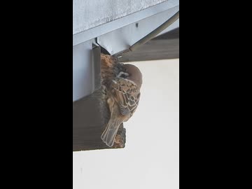 何ということでしょう匠スズメさん