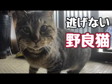 カメラに興味津々【野良猫】【元野良猫】