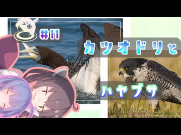 きりたんちょう #11 カツオドリとハヤブサ 【ウナきり探鳥】