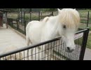 【癒し】馬と羊が一緒にいるだけの平和な動画｜米田健太郎