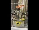 【目は口ほどに】 言葉が通じ合わない飼い主とフクモモの日常会話！  #フクロモモンガ #おつモモンガ  #shorts