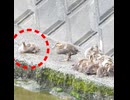 何があっても動かない1羽