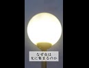 虫が光に集まる理由、あなたはわかりますか