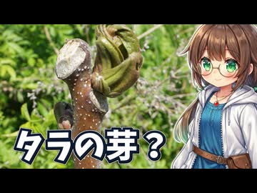 山菜の王"タラの芽"になれるか？　厄介外来種の芽を食べる！