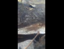 オオイタサンショウウオの卵嚢