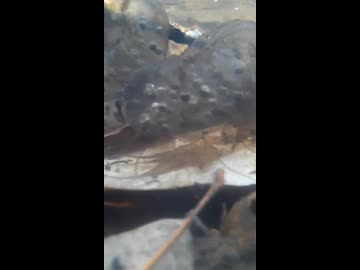 オオイタサンショウウオの卵嚢