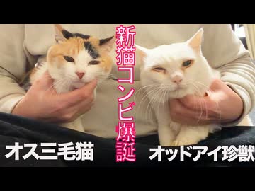 オス三毛猫＆宝石珍獣、新コンビ爆誕！