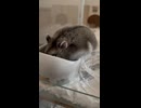ハムスター