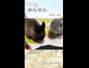 【うさぎ 13歳･5歳】にんじん