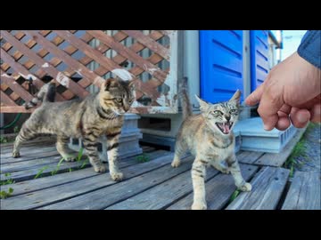 バイクで寄っただけなのに→駐車場が猫まみれだった件ｗｗｗ