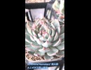 【多肉植物】冬に室内に取り込んだエケベリアの様子を紹介してみた