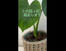 進化する葉っぱ