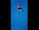 【自主制作アニメ】 イルカのボールジャンプ
