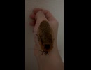 毛づくろいするペットゴキブリ