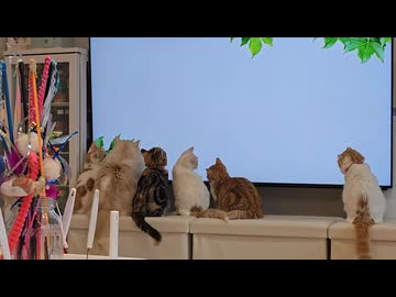 人気の「ねこ ぬこ」動画 7462本 - ニコニコ動画