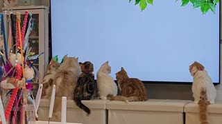 人気の「ねこ ぬこ」動画 7462本 - ニコニコ動画