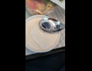 ANAアイスクリーム