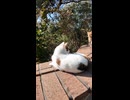 ワンワン猫