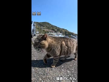 人気の「ねこ ぬこ」動画 7462本 - ニコニコ動画