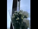 献花 / 米田みる feat. 知声 (縦型 ver.)
