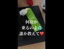 【オカメインコ】健康オタク！足つぼの快感に目覚めてしまった「ろく」