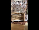 【オカメインコ】期待の新星！父の呼び出しに対するオカメ四天王の反応まとめ